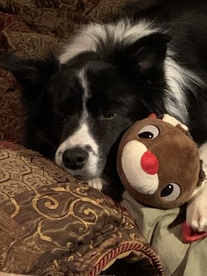 A boy and his raindeer