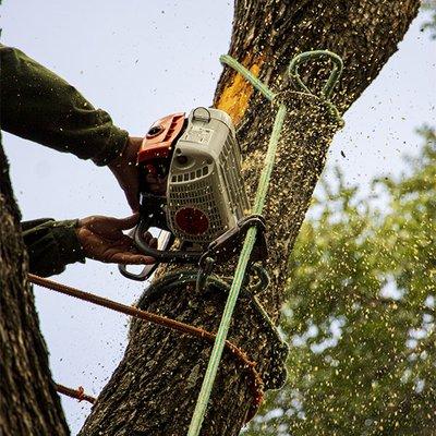 Safe Tree Removals