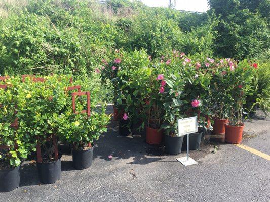 Mandevilla, one of my favorites.