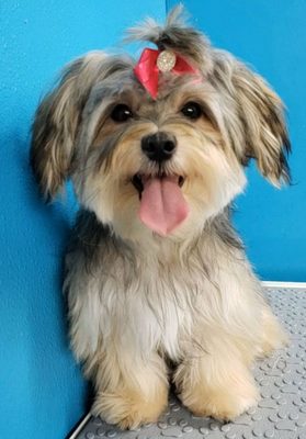 Avila Dog grooming Tampa