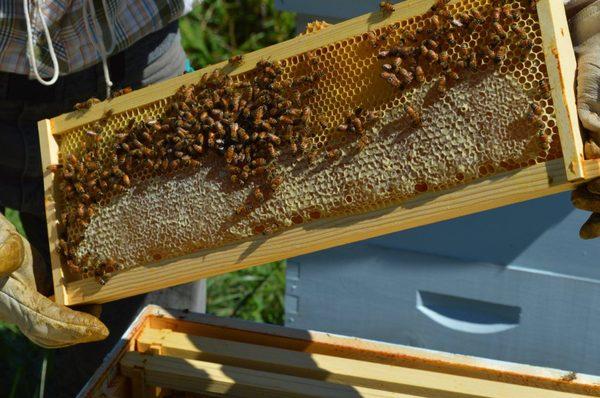 Heather's bees working on filling a honey super frame with capped honey (Fall flow).