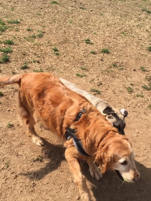 Jess and Leia love playing in the fence. Have had great experiences so far.