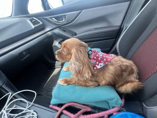 My cavalier after are was groomed. Her ears and feet were so bad and they are so nice now. She looks beautiful.