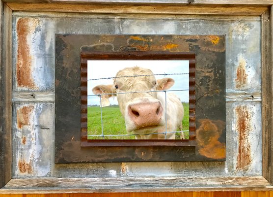 Funny cow on reclaimed barn-wood and tin.