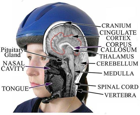 This shows Emily's brain with some parts labeled.