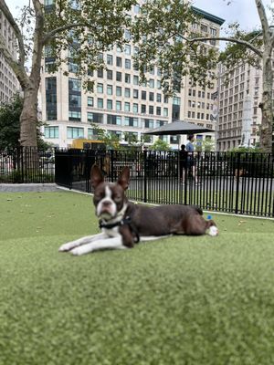 Fannie relaxing during a park play session.