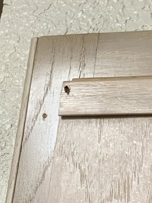 Roach on kitchen cabinet