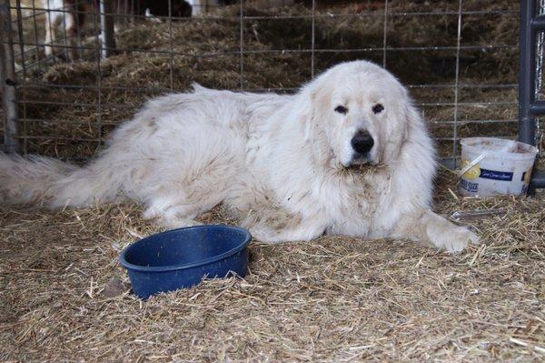 One of the two Great Pyrenees