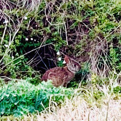 Jekyll Island Authority -- island fauna: swamp rabbit