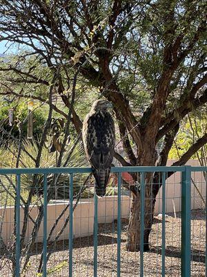 Cooper's Hawk - 17th Tee