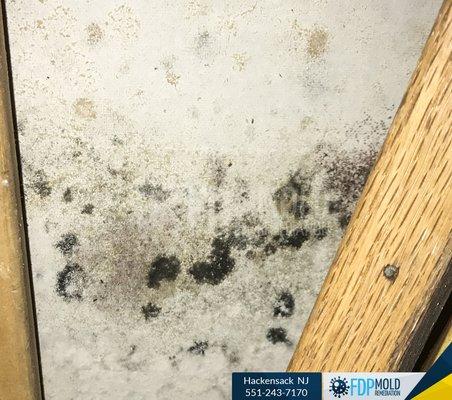 Mold inspection