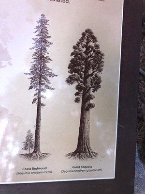 Comparison of Redwood vs Sequoia