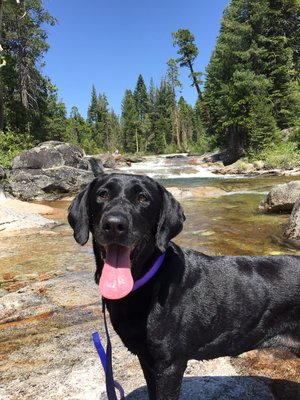 Cassie Wassie, my Labrador of 16 years enjoying her day at the river