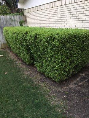 Before and After Created a natural edge, added mulch to beds.  Weed-out barrier has held up nicely, very little weeds to remove.