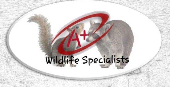 Business Logo from the Website: apluswildlife.com