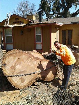 60 ft tree removed