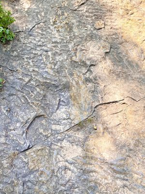 Prints near start of rocky prints area