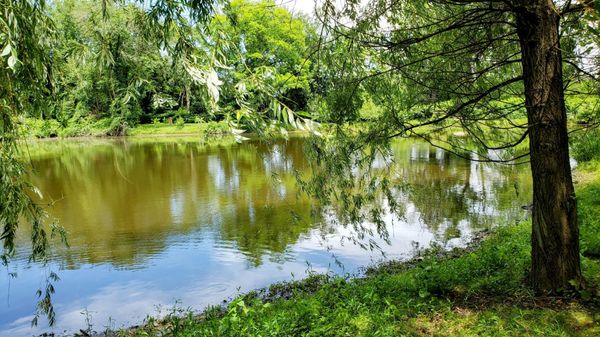 Pond, est. 1948 and improved 2017.