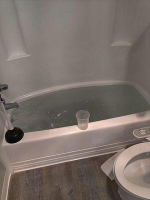 Our bathtub filled with dirty water from when our neighbors use their own shower