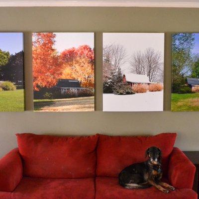 Photos on beautiful canvas, dog not included!