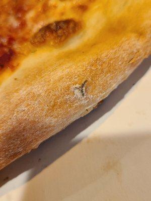 Dead worm on crust