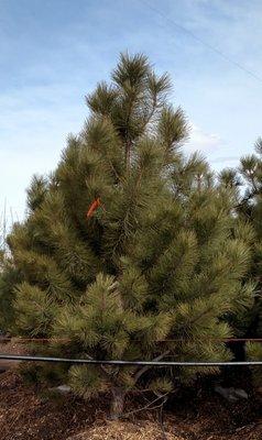 Ponderosa Pine