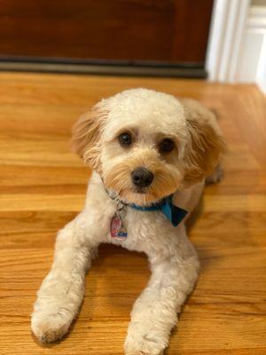 Bear - 9 month old Cavapoo