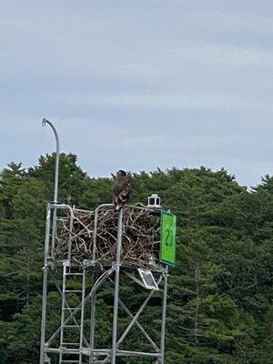 Enormous bird and equally enormous nest in the Kennebunk river!