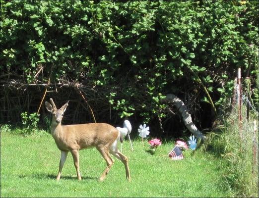 And sometimes, deer can be seen at My Pet's Cemetery.