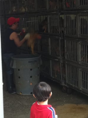 an employee throwing a bird from a garbage can into the cage...with absolutely no care