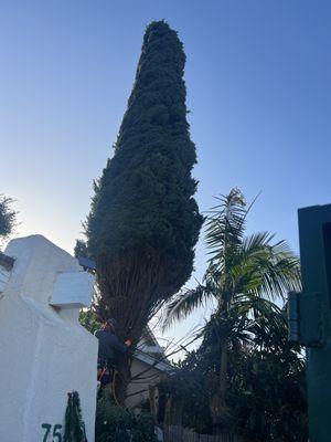 Pine tree removal