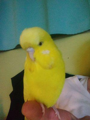 My sweet hand raised parakeet I bought at Bordsmart