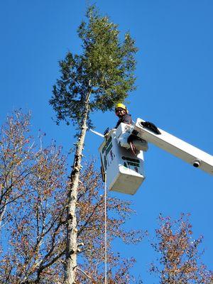 Cutting the top of a tree out with the bucket truck