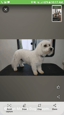 Best Mobile Dog Grooming