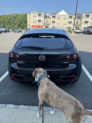 My dog Moss checking out my new car