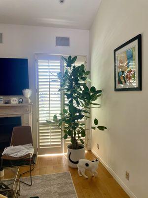 Beautiful Ficus Audrey in our home