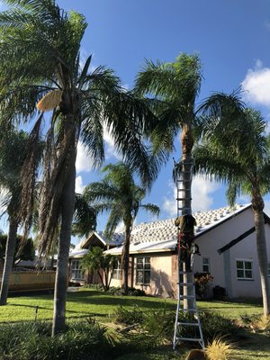 Queen palms getting trimmed