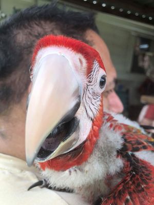 Tweety Bird Aviary