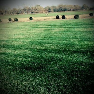 Harvesting an acre of sod yesterday from our own Buckner sod farm for installation on a 1.3 million dollar home in Clay Count...