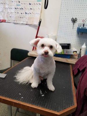 Total Pawfection Dog Grooming