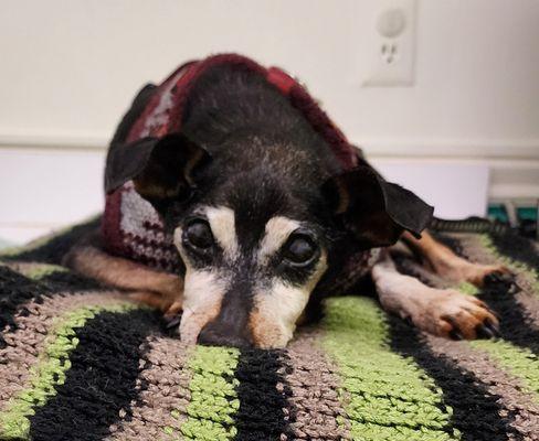 Cute photo of Kramer at Jackson River Vet Clinic, compliments of Dr. Mann