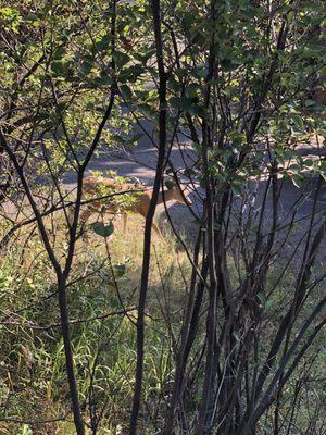 Tons of wildlife! The deer were right on our campsite