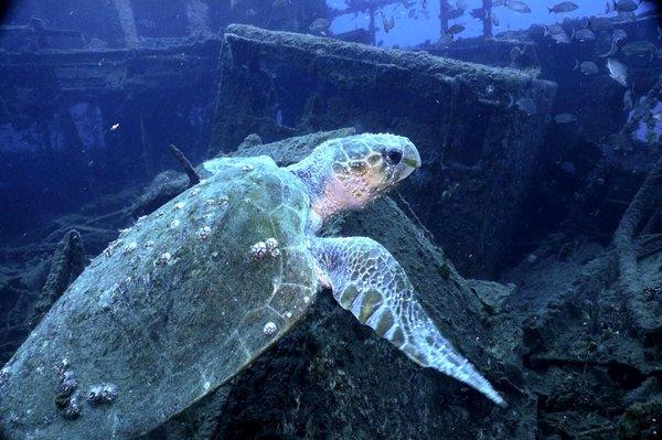 Sea Turtle on the Gill