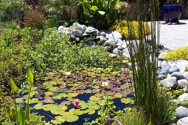 Pond and Aquatic Plants.