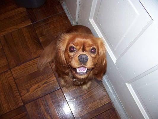 Greater Chicago Cavalier Rescue