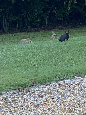 Bunnies!!!! All over the campground. Cute!!!!