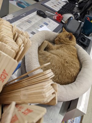 Second shop kitty, sleeping in their bed on the paint counter