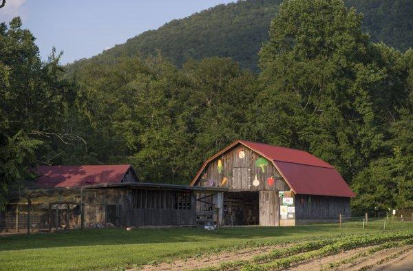 Our on site farm grows over 60% of the produce we consume at Gwynn Valley.