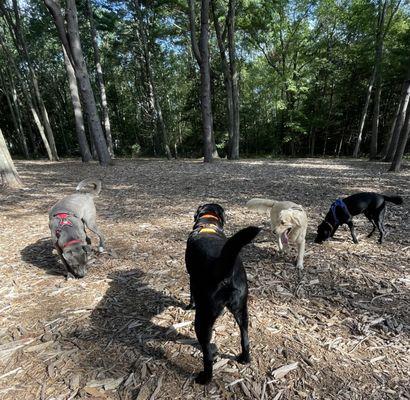 Dog Sniffpalooza