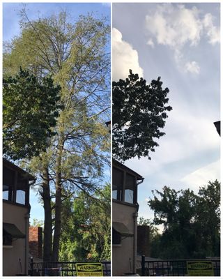 Houston’s Tree Service